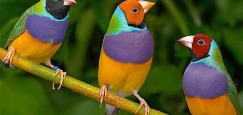 انواع الطيور الملونة